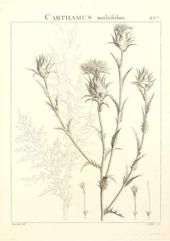 Reproducción/Reproduction 9301012202: Flora Atlantica, sive, Historia plantarum quae in Atlante, agro Tunetano et Algeriensi crescunt /. Parisiis :Apud Blanchon,1800.