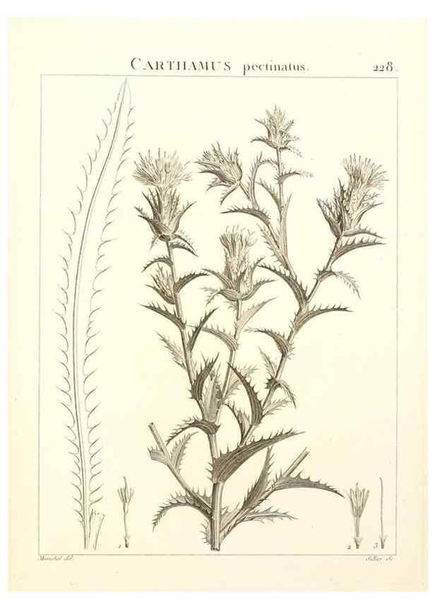 Reproducción/Reproduction 9301013062: Flora Atlantica, sive, Historia plantarum quae in Atlante, agro Tunetano et Algeriensi crescunt /. Parisiis :Apud Blanchon,1800.