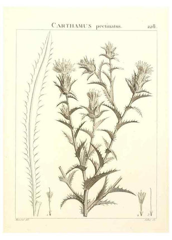 Reproducción/Reproduction 9301013062: Flora Atlantica, sive, Historia plantarum quae in Atlante, agro Tunetano et Algeriensi crescunt /. Parisiis :Apud Blanchon,1800.