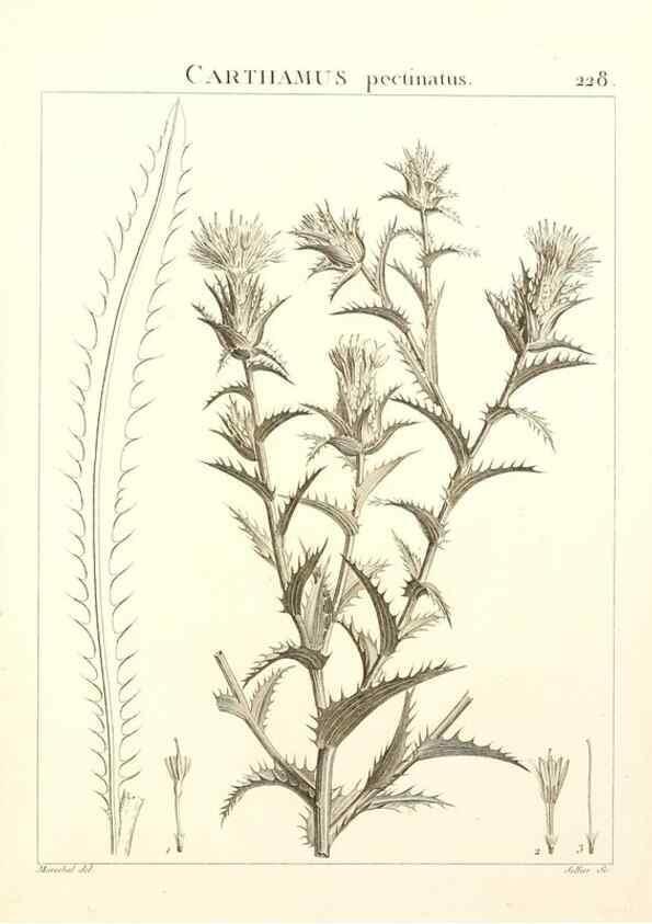 Reproducción/Reproduction 9301013062: Flora Atlantica, sive, Historia plantarum quae in Atlante, agro Tunetano et Algeriensi crescunt /. Parisiis :Apud Blanchon,1800.