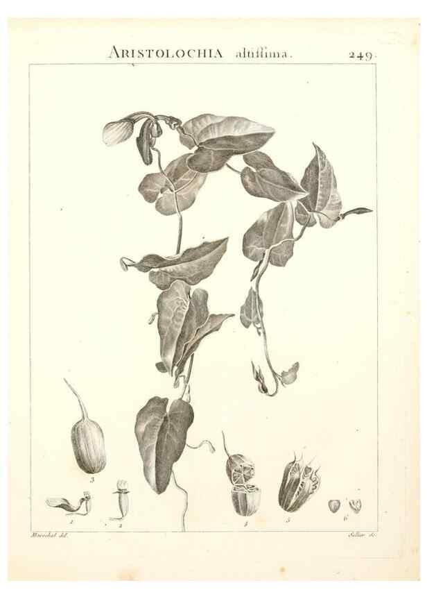 Reproducción/Reproduction 9301032514: Flora Atlantica, sive, Historia plantarum quae in Atlante, agro Tunetano et Algeriensi crescunt /. Parisiis :Apud Blanchon,1800.
