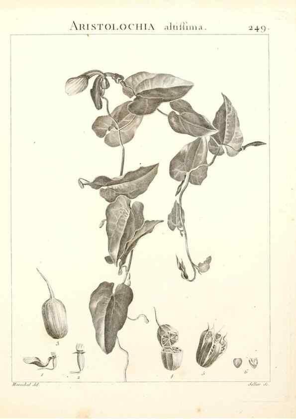 Reproducción/Reproduction 9301032514: Flora Atlantica, sive, Historia plantarum quae in Atlante, agro Tunetano et Algeriensi crescunt /. Parisiis :Apud Blanchon,1800.