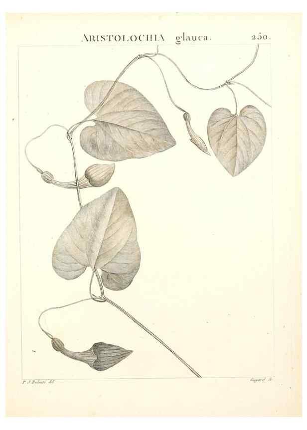Reproducción/Reproduction 9298250867: Flora Atlantica, sive, Historia plantarum quae in Atlante, agro Tunetano et Algeriensi crescunt /. Parisiis :Apud Blanchon,1800.