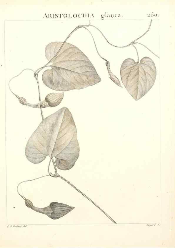 Reproducción/Reproduction 9298250867: Flora Atlantica, sive, Historia plantarum quae in Atlante, agro Tunetano et Algeriensi crescunt /. Parisiis :Apud Blanchon,1800.