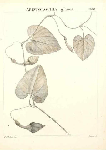 Reproducción/Reproduction 9298250867: Flora Atlantica, sive, Historia plantarum quae in Atlante, agro Tunetano et Algeriensi crescunt /. Parisiis :Apud Blanchon,1800.