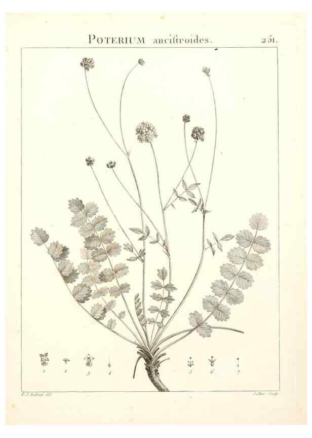 Reproducción/Reproduction 9301034518: Flora Atlantica, sive, Historia plantarum quae in Atlante, agro Tunetano et Algeriensi crescunt /. Parisiis :Apud Blanchon,1800.