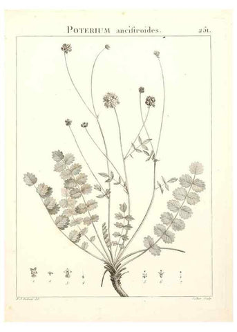 Reproducción/Reproduction 9301034518: Flora Atlantica, sive, Historia plantarum quae in Atlante, agro Tunetano et Algeriensi crescunt /. Parisiis :Apud Blanchon,1800.