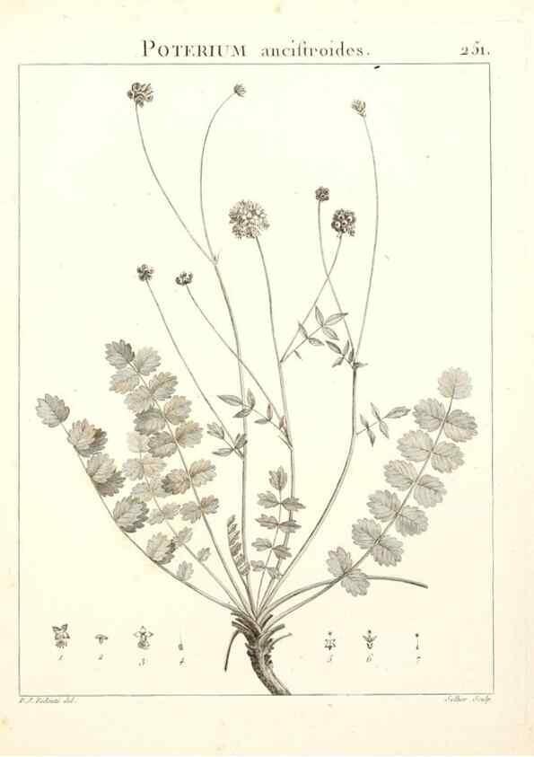 Reproducción/Reproduction 9301034518: Flora Atlantica, sive, Historia plantarum quae in Atlante, agro Tunetano et Algeriensi crescunt /. Parisiis :Apud Blanchon,1800.
