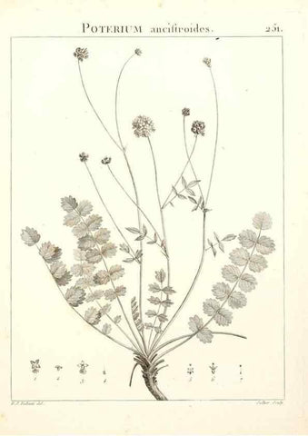 Reproducción/Reproduction 9301034518: Flora Atlantica, sive, Historia plantarum quae in Atlante, agro Tunetano et Algeriensi crescunt /. Parisiis :Apud Blanchon,1800.