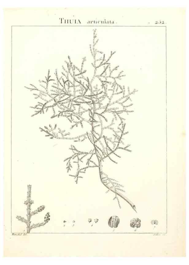 Reproducción/Reproduction 9301035096: Flora Atlantica, sive, Historia plantarum quae in Atlante, agro Tunetano et Algeriensi crescunt /. Parisiis :Apud Blanchon,1800.