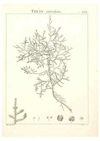 Reproducción/Reproduction 9301035096: Flora Atlantica, sive, Historia plantarum quae in Atlante, agro Tunetano et Algeriensi crescunt /. Parisiis :Apud Blanchon,1800.