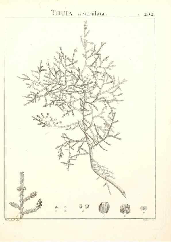 Reproducción/Reproduction 9301035096: Flora Atlantica, sive, Historia plantarum quae in Atlante, agro Tunetano et Algeriensi crescunt /. Parisiis :Apud Blanchon,1800.