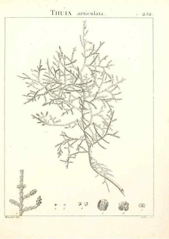 Reproducción/Reproduction 9301035096: Flora Atlantica, sive, Historia plantarum quae in Atlante, agro Tunetano et Algeriensi crescunt /. Parisiis :Apud Blanchon,1800.