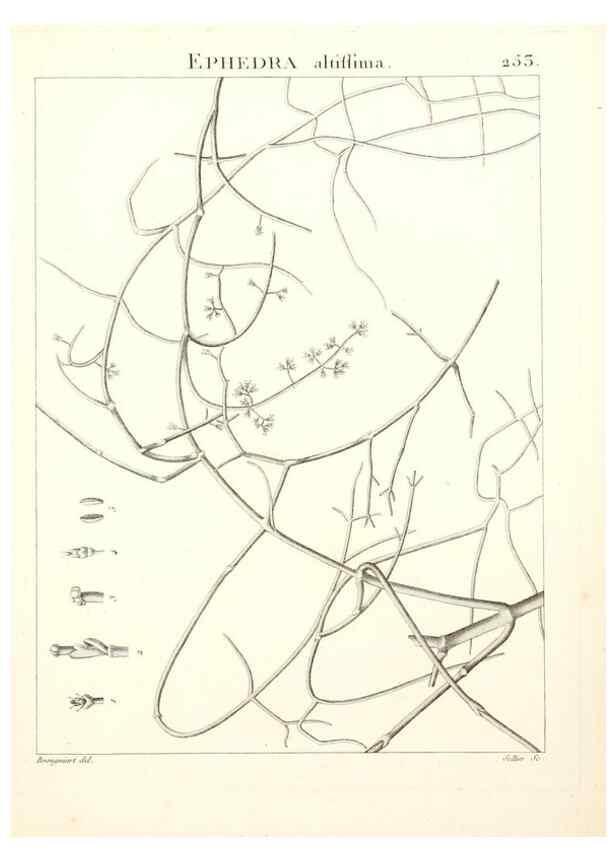 Reproducción/Reproduction 9301035868: Flora Atlantica, sive, Historia plantarum quae in Atlante, agro Tunetano et Algeriensi crescunt /. Parisiis :Apud Blanchon,1800.
