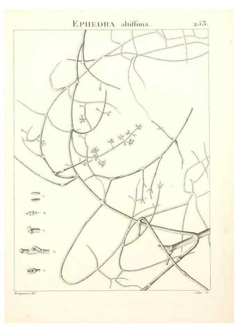 Reproducción/Reproduction 9301035868: Flora Atlantica, sive, Historia plantarum quae in Atlante, agro Tunetano et Algeriensi crescunt /. Parisiis :Apud Blanchon,1800.