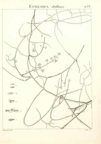 Reproducción/Reproduction 9301035868: Flora Atlantica, sive, Historia plantarum quae in Atlante, agro Tunetano et Algeriensi crescunt /. Parisiis :Apud Blanchon,1800.