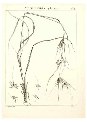 Reproducción/Reproduction 9301036594: Flora Atlantica, sive, Historia plantarum quae in Atlante, agro Tunetano et Algeriensi crescunt /. Parisiis :Apud Blanchon,1800.