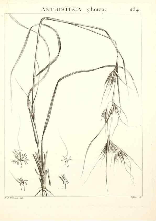Reproducción/Reproduction 9301036594: Flora Atlantica, sive, Historia plantarum quae in Atlante, agro Tunetano et Algeriensi crescunt /. Parisiis :Apud Blanchon,1800.