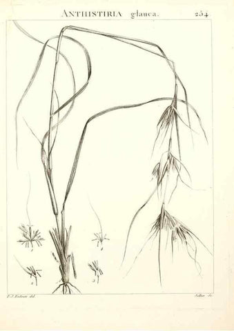 Reproducción/Reproduction 9301036594: Flora Atlantica, sive, Historia plantarum quae in Atlante, agro Tunetano et Algeriensi crescunt /. Parisiis :Apud Blanchon,1800.