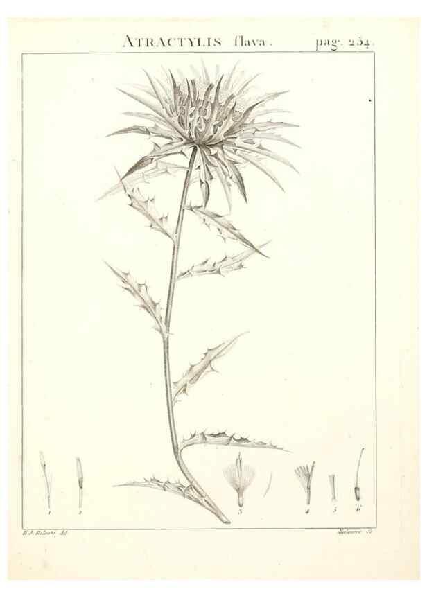 Reproducción/Reproduction 9301079590: Flora Atlantica, sive, Historia plantarum quae in Atlante, agro Tunetano et Algeriensi crescunt /. Parisiis :Apud Blanchon,1800.