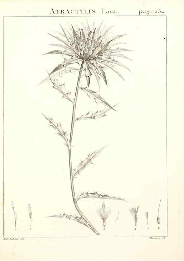 Reproducción/Reproduction 9301079590: Flora Atlantica, sive, Historia plantarum quae in Atlante, agro Tunetano et Algeriensi crescunt /. Parisiis :Apud Blanchon,1800.