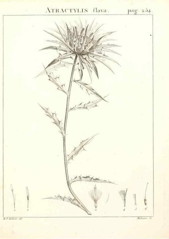 Reproducción/Reproduction 9301079590: Flora Atlantica, sive, Historia plantarum quae in Atlante, agro Tunetano et Algeriensi crescunt /. Parisiis :Apud Blanchon,1800.