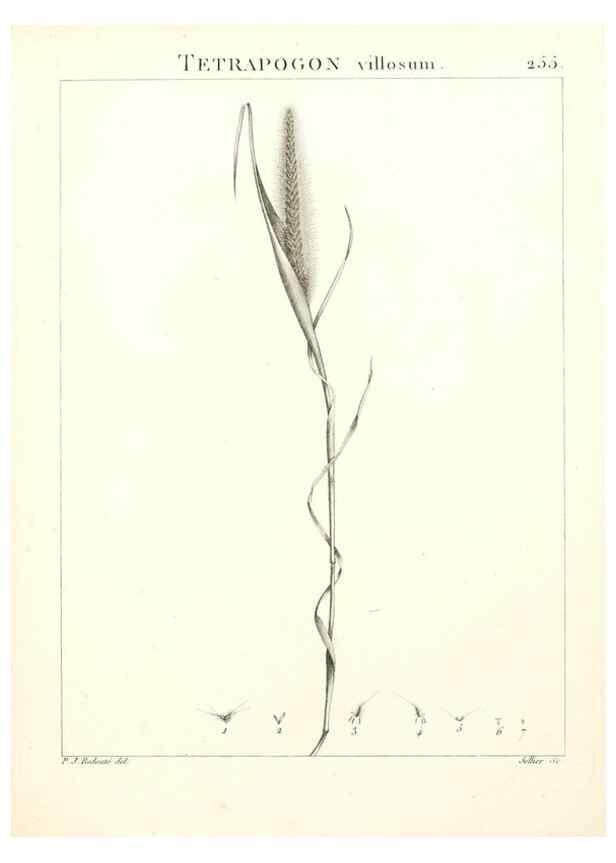 Reproducción/Reproduction 9301080280: Flora Atlantica, sive, Historia plantarum quae in Atlante, agro Tunetano et Algeriensi crescunt /. Parisiis :Apud Blanchon,1800.