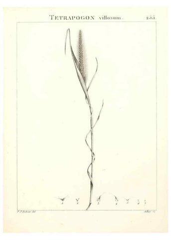 Reproducción/Reproduction 9301080280: Flora Atlantica, sive, Historia plantarum quae in Atlante, agro Tunetano et Algeriensi crescunt /. Parisiis :Apud Blanchon,1800.