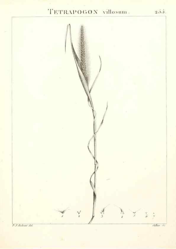 Reproducción/Reproduction 9301080280: Flora Atlantica, sive, Historia plantarum quae in Atlante, agro Tunetano et Algeriensi crescunt /. Parisiis :Apud Blanchon,1800.
