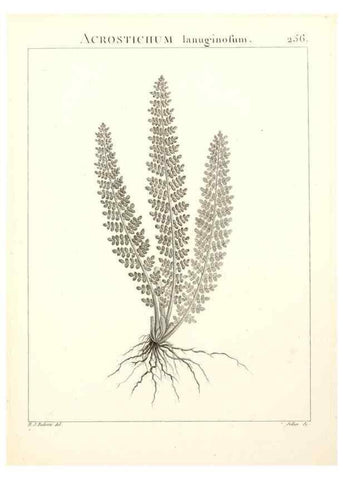 Reproducción/Reproduction 9301080986: Flora Atlantica, sive, Historia plantarum quae in Atlante, agro Tunetano et Algeriensi crescunt /. Parisiis :Apud Blanchon,1800.