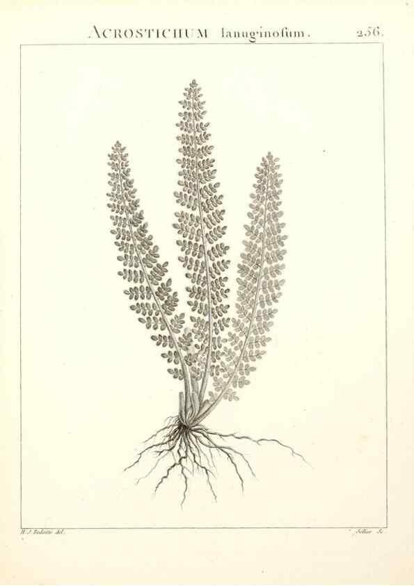 Reproducción/Reproduction 9301080986: Flora Atlantica, sive, Historia plantarum quae in Atlante, agro Tunetano et Algeriensi crescunt /. Parisiis :Apud Blanchon,1800.