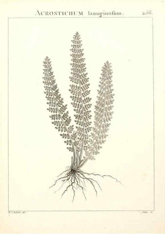Reproducción/Reproduction 9301080986: Flora Atlantica, sive, Historia plantarum quae in Atlante, agro Tunetano et Algeriensi crescunt /. Parisiis :Apud Blanchon,1800.