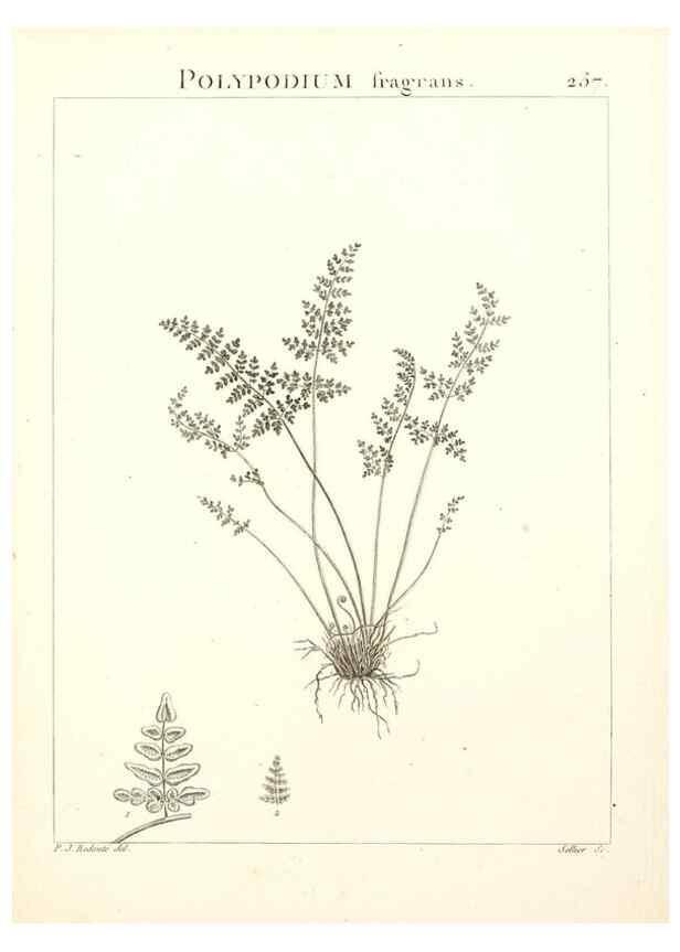 Reproducción/Reproduction 9301081934: Flora Atlantica, sive, Historia plantarum quae in Atlante, agro Tunetano et Algeriensi crescunt /. Parisiis :Apud Blanchon,1800.