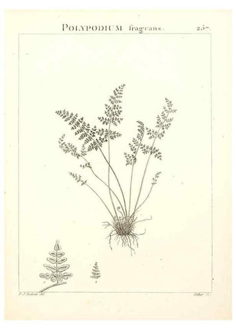 Reproducción/Reproduction 9301081934: Flora Atlantica, sive, Historia plantarum quae in Atlante, agro Tunetano et Algeriensi crescunt /. Parisiis :Apud Blanchon,1800.