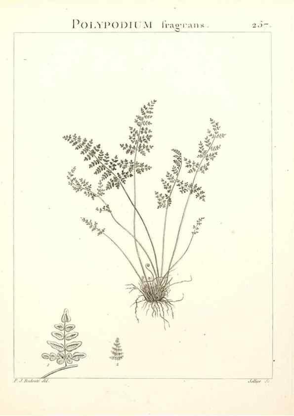 Reproducción/Reproduction 9301081934: Flora Atlantica, sive, Historia plantarum quae in Atlante, agro Tunetano et Algeriensi crescunt /. Parisiis :Apud Blanchon,1800.