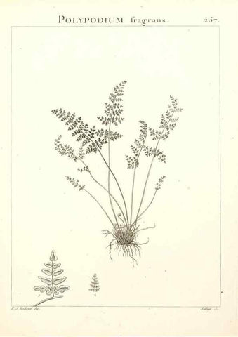 Reproducción/Reproduction 9301081934: Flora Atlantica, sive, Historia plantarum quae in Atlante, agro Tunetano et Algeriensi crescunt /. Parisiis :Apud Blanchon,1800.