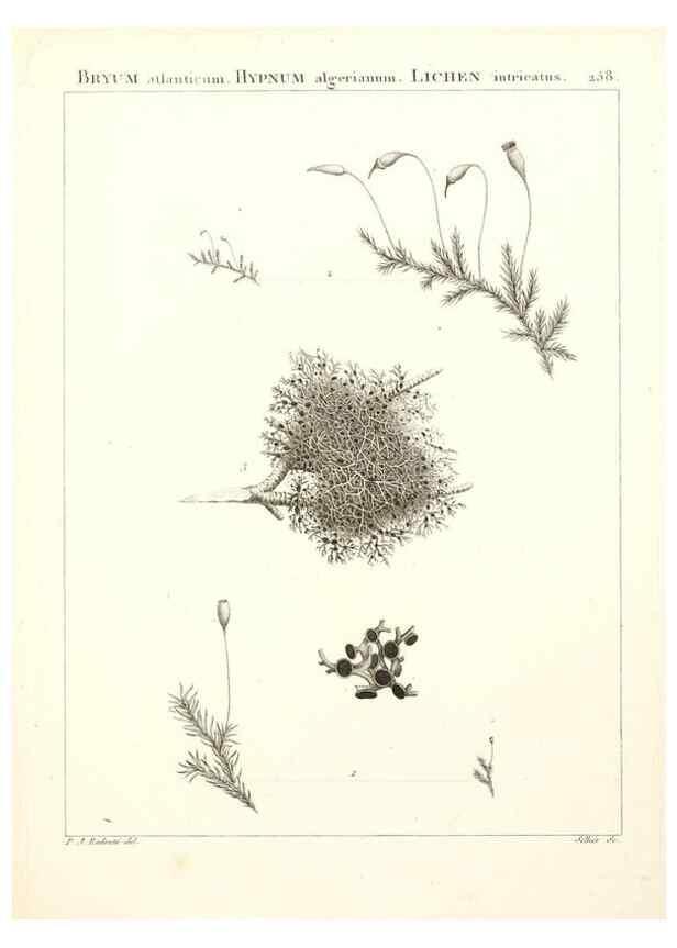 Reproducción/Reproduction 9298300283: Flora Atlantica, sive, Historia plantarum quae in Atlante, agro Tunetano et Algeriensi crescunt /. Parisiis :Apud Blanchon,1800.