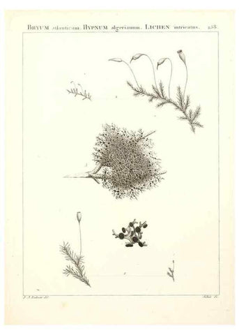 Reproducción/Reproduction 9298300283: Flora Atlantica, sive, Historia plantarum quae in Atlante, agro Tunetano et Algeriensi crescunt /. Parisiis :Apud Blanchon,1800.