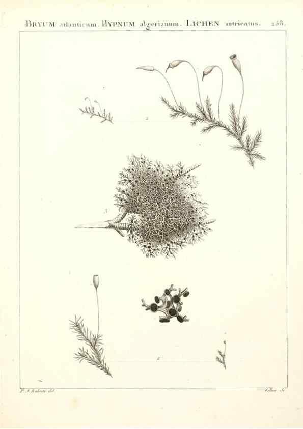 Reproducción/Reproduction 9298300283: Flora Atlantica, sive, Historia plantarum quae in Atlante, agro Tunetano et Algeriensi crescunt /. Parisiis :Apud Blanchon,1800.
