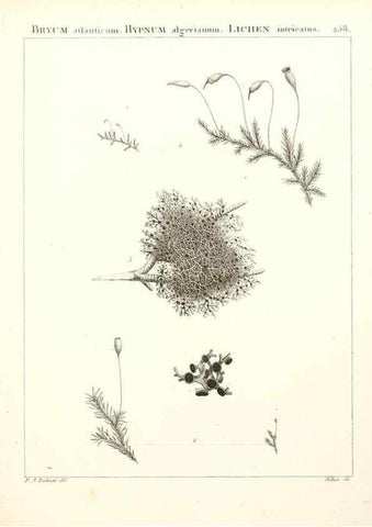 Reproducción/Reproduction 9298300283: Flora Atlantica, sive, Historia plantarum quae in Atlante, agro Tunetano et Algeriensi crescunt /. Parisiis :Apud Blanchon,1800.