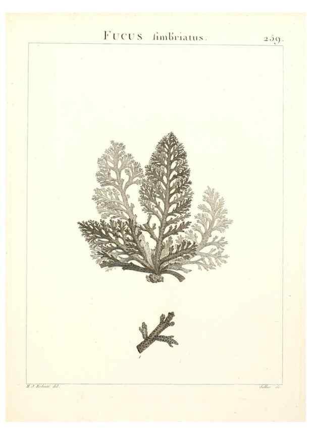Reproducción/Reproduction 9298300947: Flora Atlantica, sive, Historia plantarum quae in Atlante, agro Tunetano et Algeriensi crescunt /. Parisiis :Apud Blanchon,1800.