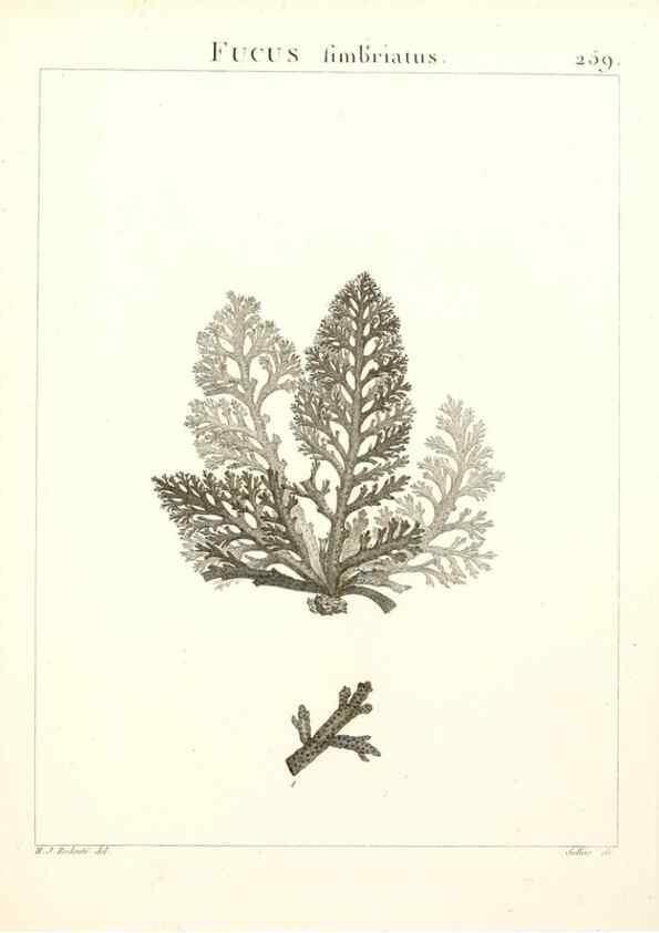 Reproducción/Reproduction 9298300947: Flora Atlantica, sive, Historia plantarum quae in Atlante, agro Tunetano et Algeriensi crescunt /. Parisiis :Apud Blanchon,1800.