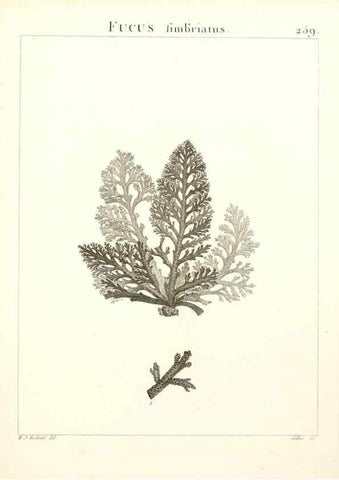 Reproducción/Reproduction 9298300947: Flora Atlantica, sive, Historia plantarum quae in Atlante, agro Tunetano et Algeriensi crescunt /. Parisiis :Apud Blanchon,1800.