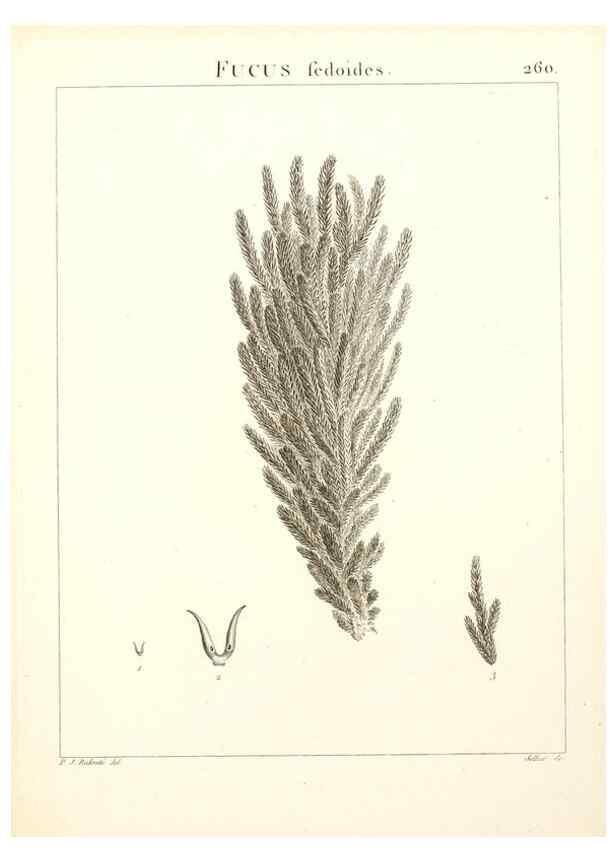 Reproducción/Reproduction 9301084274: Flora Atlantica, sive, Historia plantarum quae in Atlante, agro Tunetano et Algeriensi crescunt /. Parisiis :Apud Blanchon,1800.