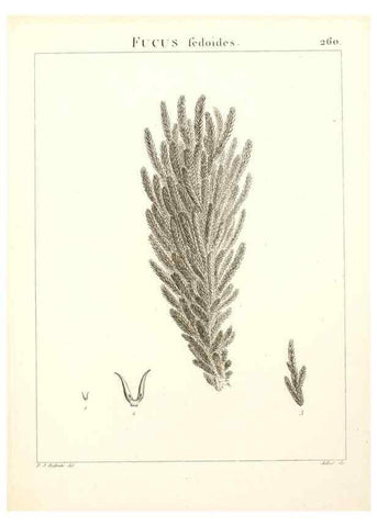 Reproducción/Reproduction 9301084274: Flora Atlantica, sive, Historia plantarum quae in Atlante, agro Tunetano et Algeriensi crescunt /. Parisiis :Apud Blanchon,1800.
