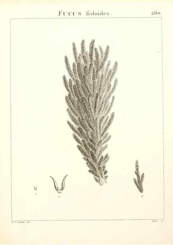 Reproducción/Reproduction 9301084274: Flora Atlantica, sive, Historia plantarum quae in Atlante, agro Tunetano et Algeriensi crescunt /. Parisiis :Apud Blanchon,1800.