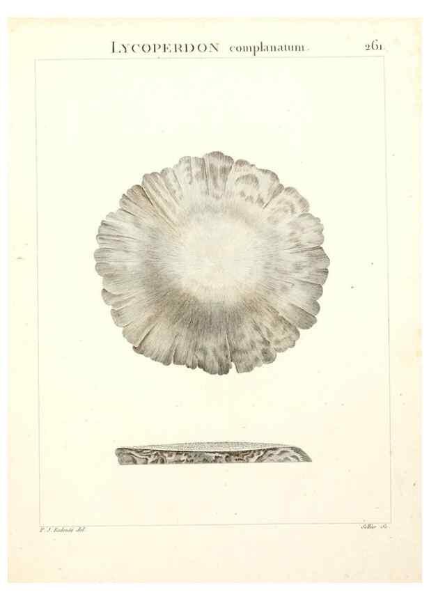 Reproducción/Reproduction 9298302389: Flora Atlantica, sive, Historia plantarum quae in Atlante, agro Tunetano et Algeriensi crescunt /. Parisiis :Apud Blanchon,1800.