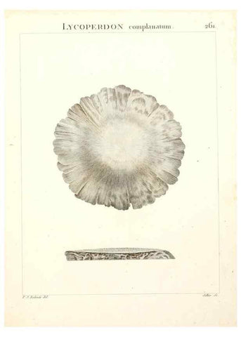 Reproducción/Reproduction 9298302389: Flora Atlantica, sive, Historia plantarum quae in Atlante, agro Tunetano et Algeriensi crescunt /. Parisiis :Apud Blanchon,1800.