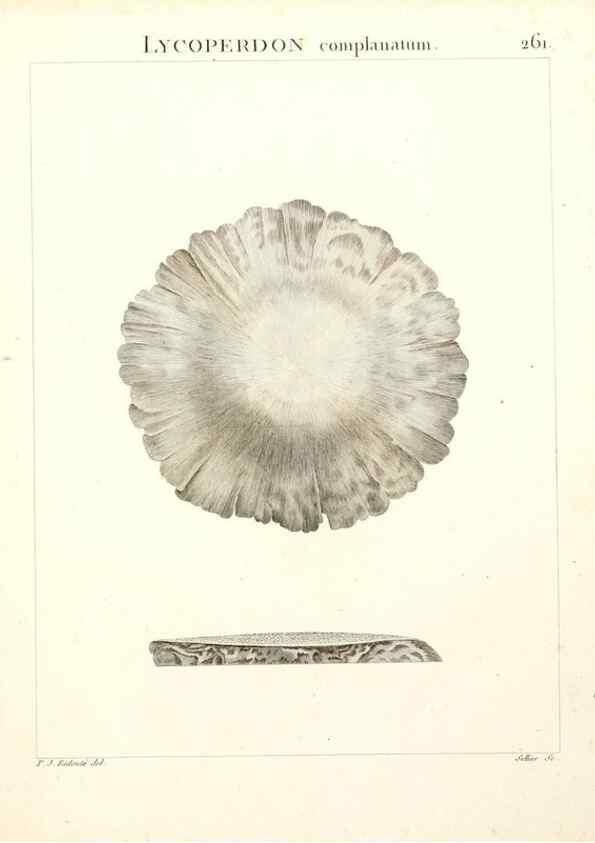 Reproducción/Reproduction 9298302389: Flora Atlantica, sive, Historia plantarum quae in Atlante, agro Tunetano et Algeriensi crescunt /. Parisiis :Apud Blanchon,1800.
