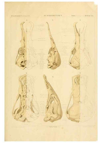 Reproducción/Reproduction 9308053524: Der Schädelbau der Monotremen /. Jena :G. Fischer,1901.